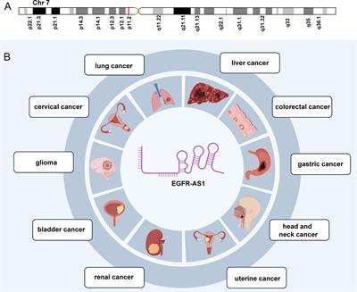 A promising new cancer marker: Long noncoding RNA EGFR-AS1